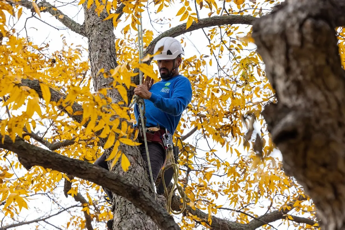 Skilled Tree Planting crew working in Baileyville